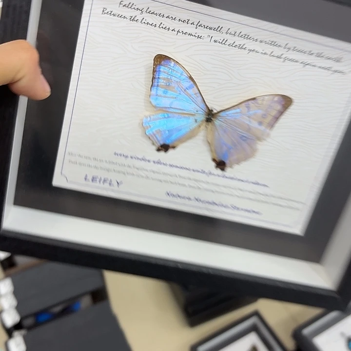 马***特蝴蝶标本定制292@