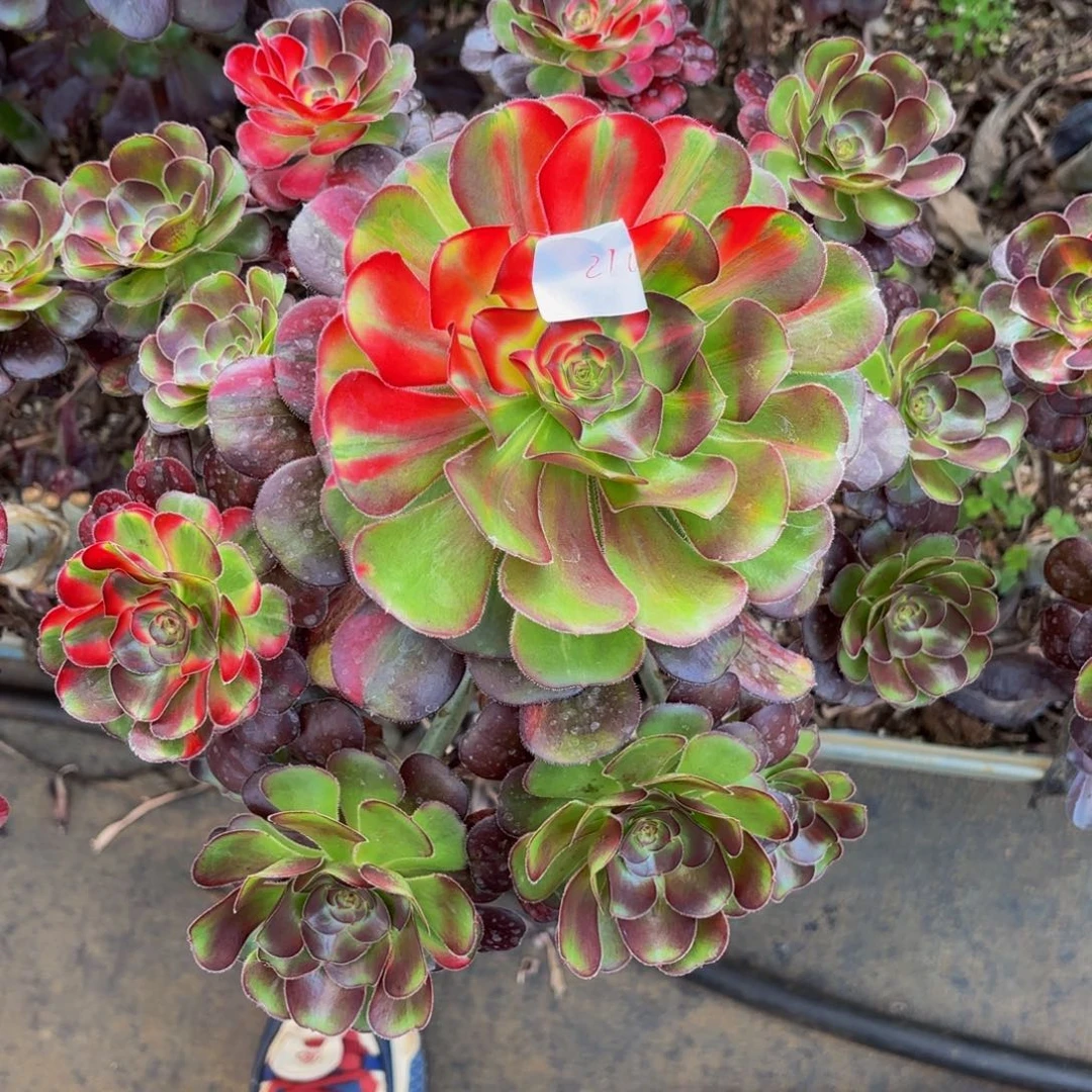 云南花蝴蝶法师多肉210