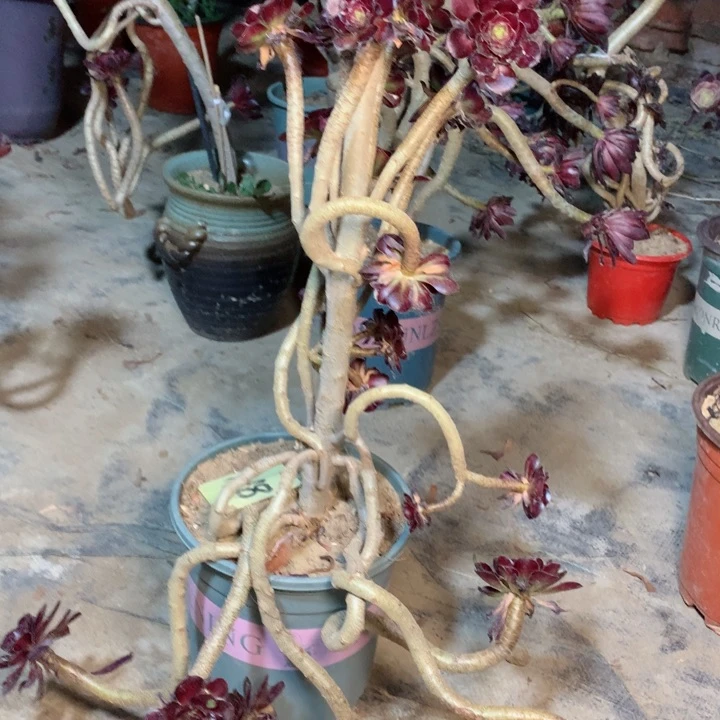 818黑豆多肉一物一拍