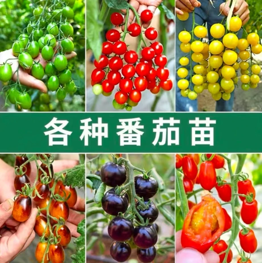 【西红柿】沙瓤西红柿苗千禧番茄红圣女果草莓西红柿黄圣女果黑番茄
