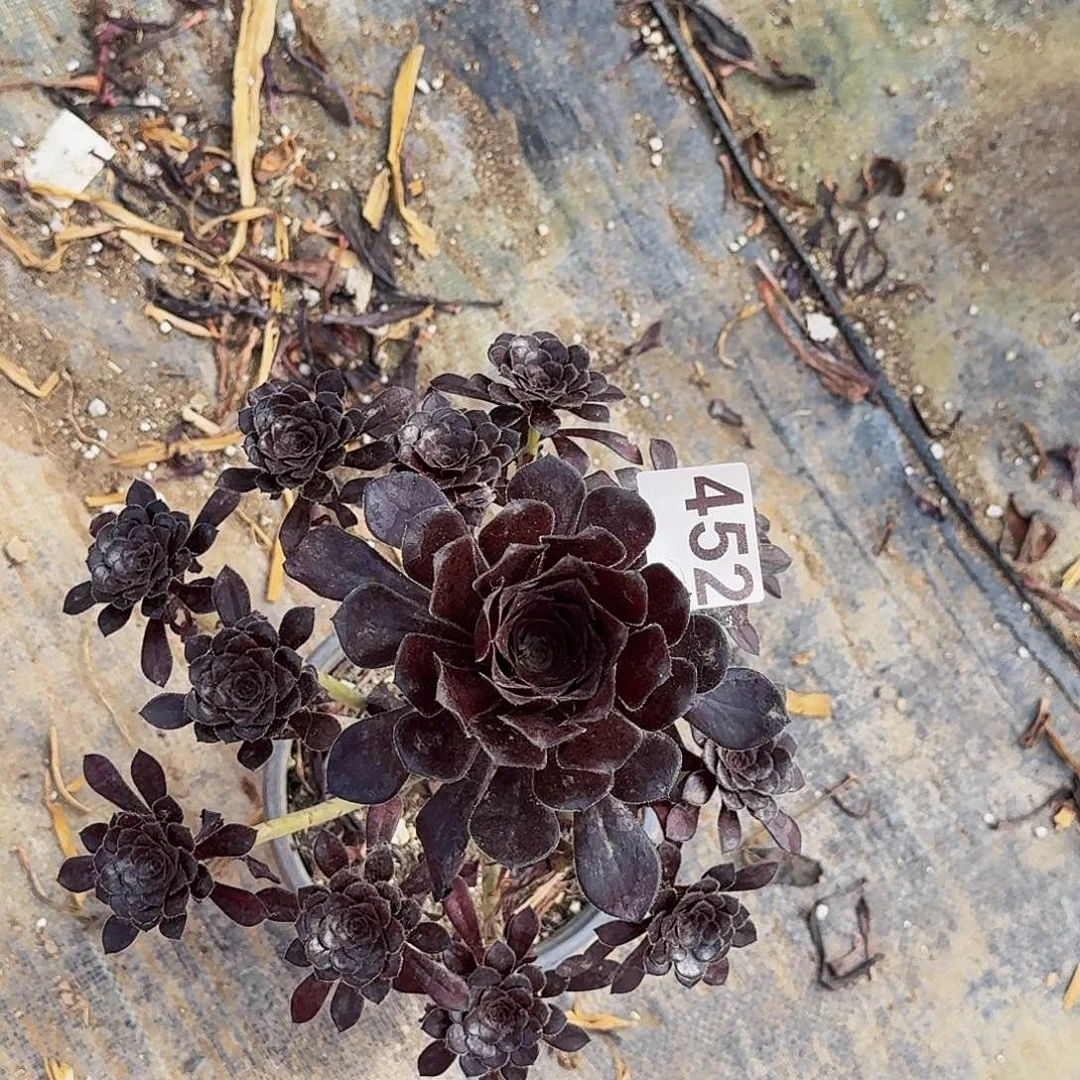 452墨法师半木质桩