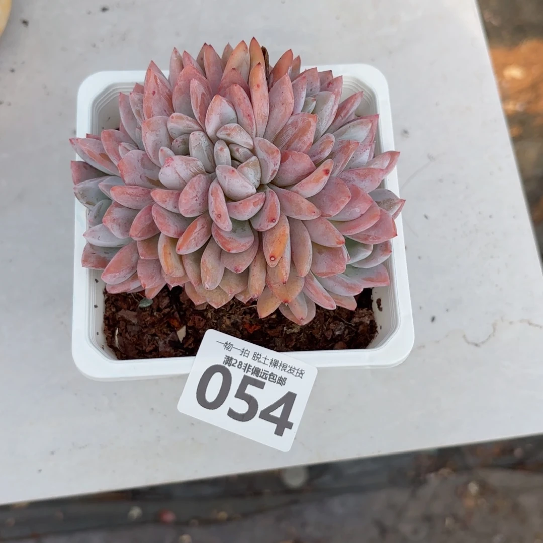 单***良橙梦露缀化无盆土发货