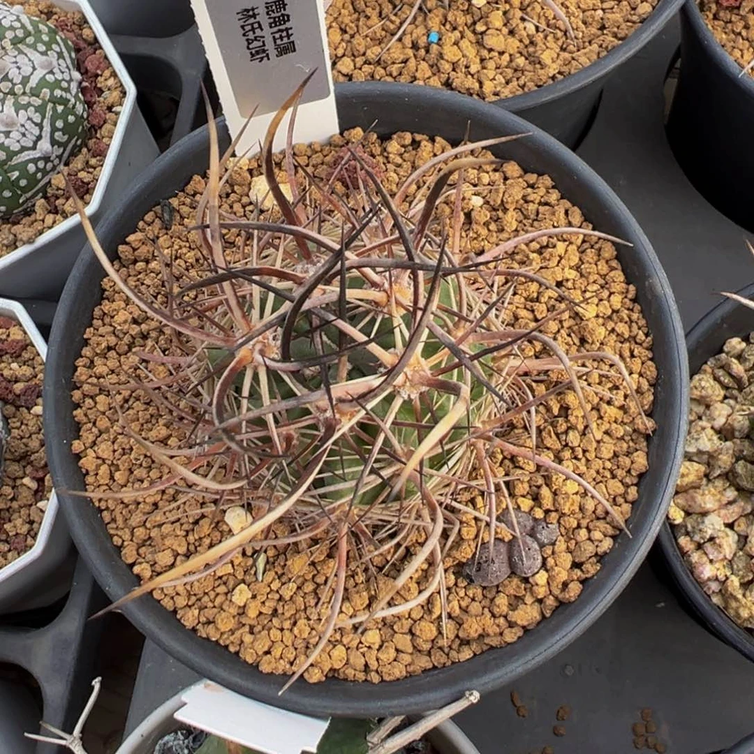 112实生根林氏幻虾多肉植物带盆土