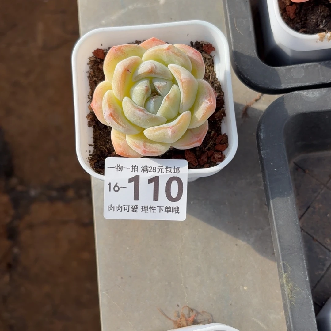 F****冰玉无盆土发货无盆