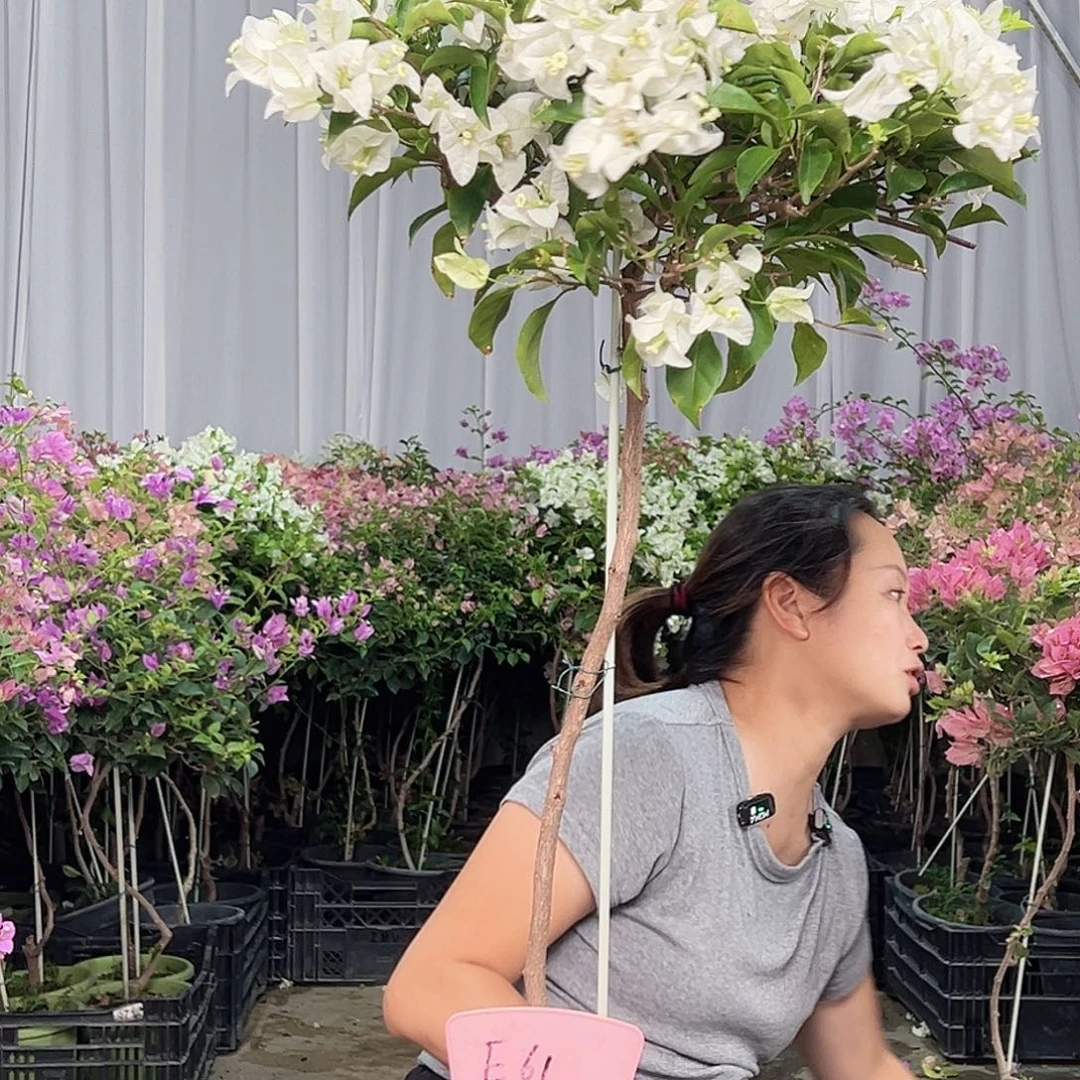 梦***秋当前无花栽培后可以开花E61白雪公主