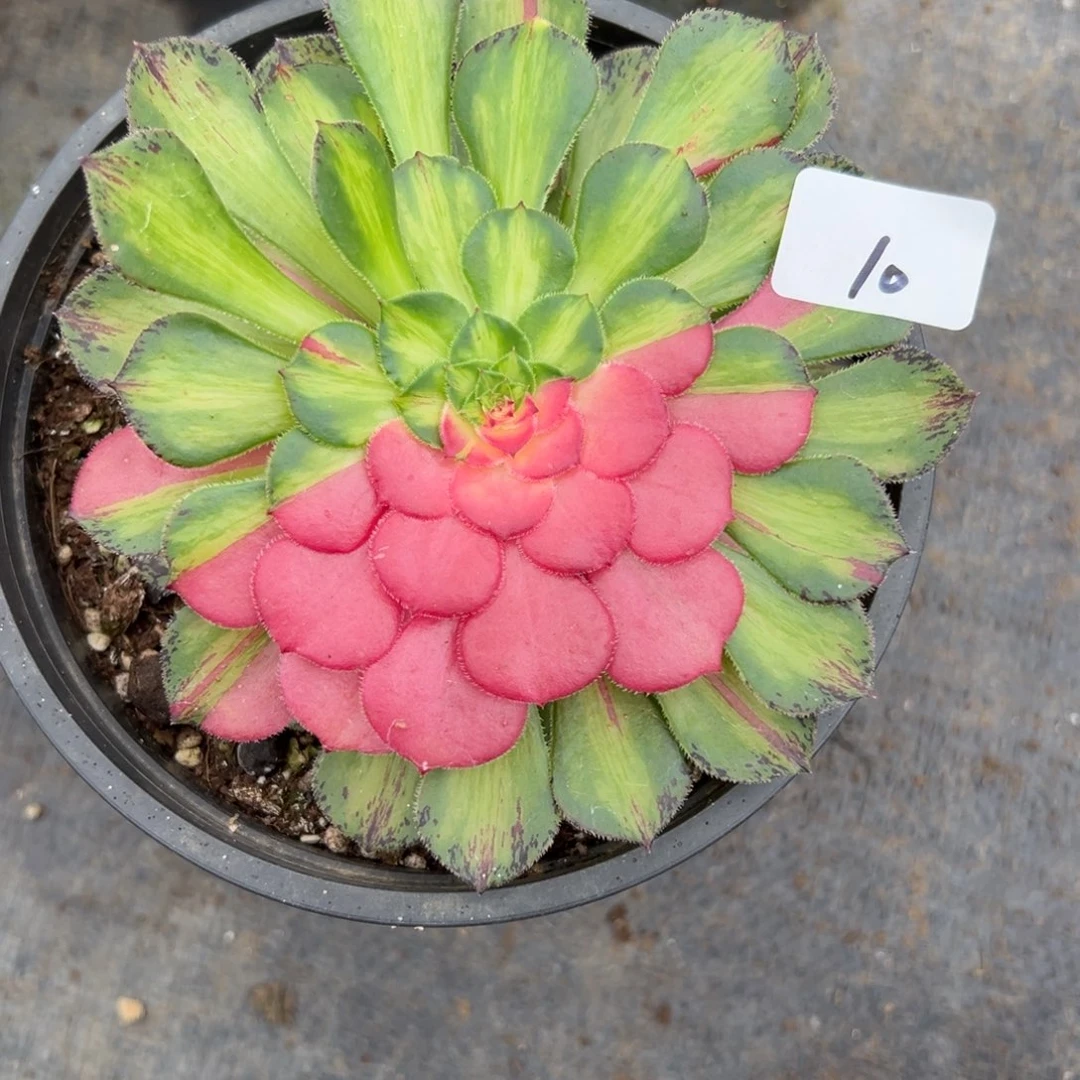 10知否多肉植物系