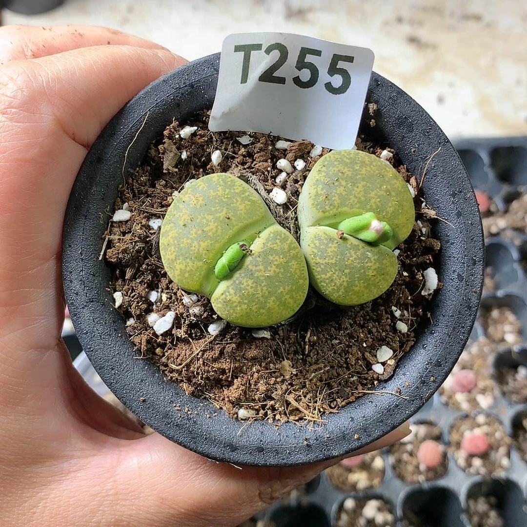 用****3T255多肉植物保护