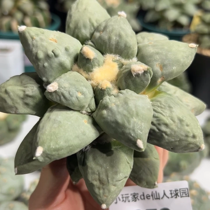 972脱土带根发货