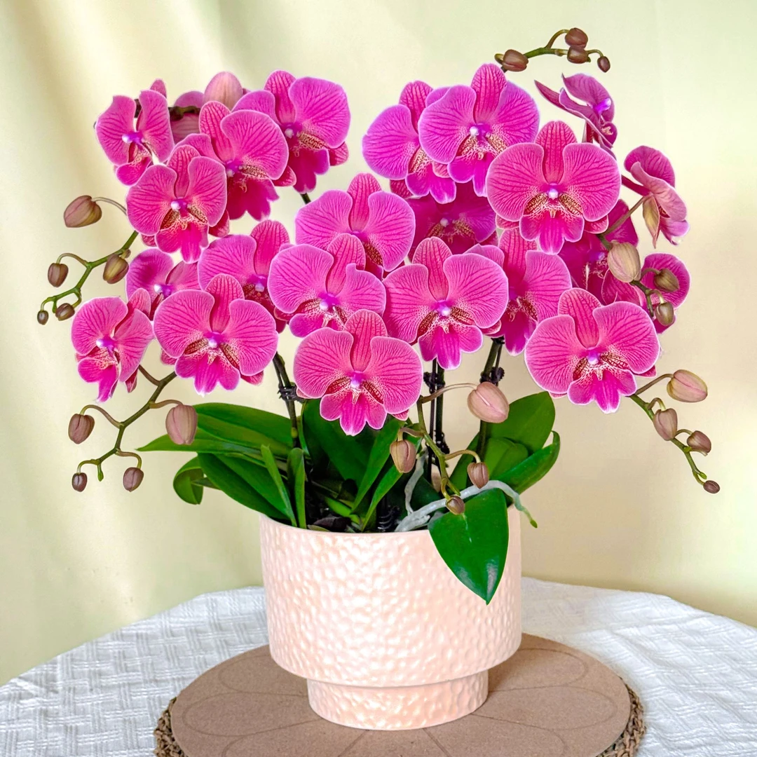万顷《花木兰-蝴蝶兰》复古色 高雅 大花型 欧品 花期长