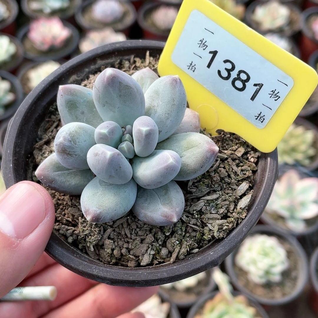 【闪购商品】1381号