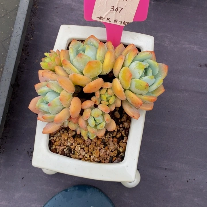 347冷香肉肉肉肉肉有瑕不售后