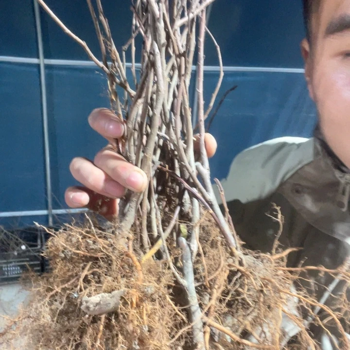 原生两颗初心海棠花苗