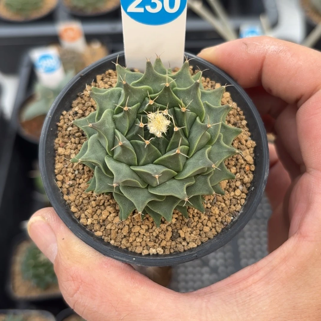 230实生帝冠带盆带土发货