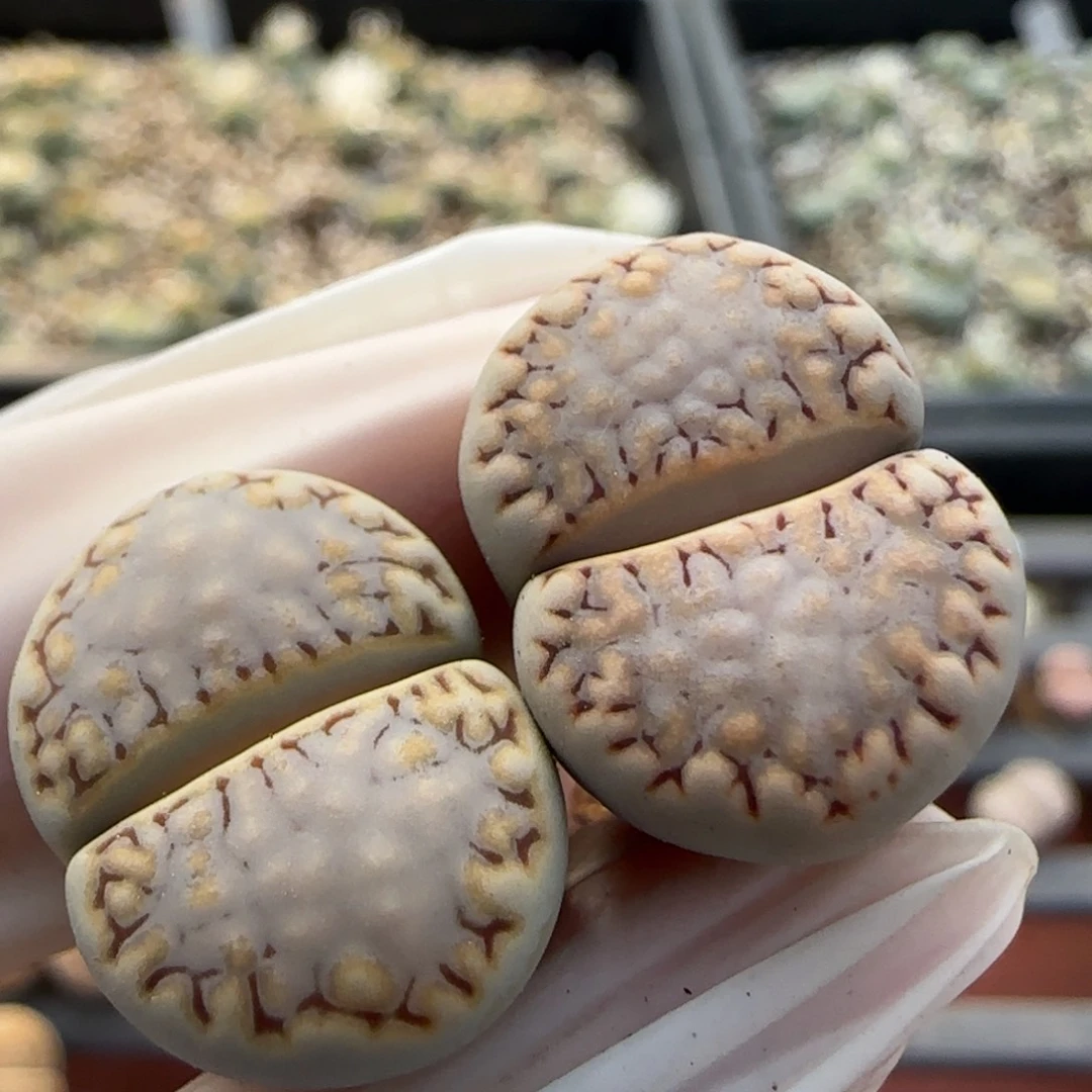 11.26辛然园艺c217饼干9089