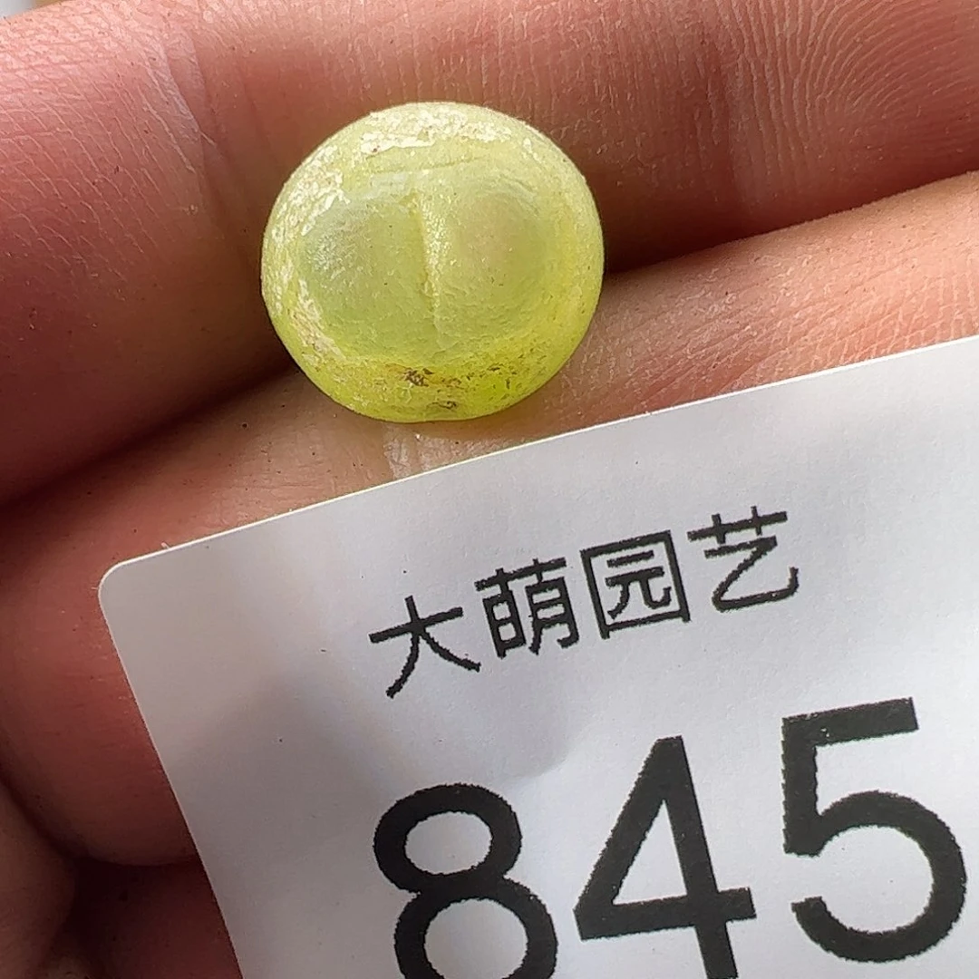 0000845 一物一拍……