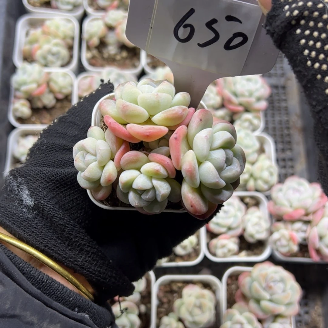 红陶蛇*✨650号多肉植物