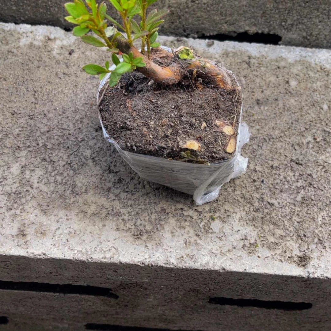 【闪购商品】无花朵❤️***