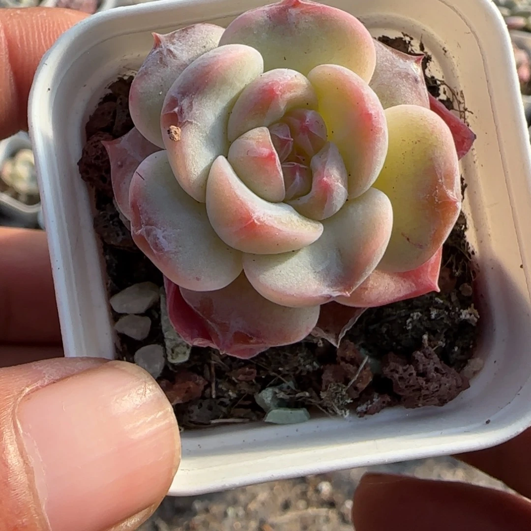 小卡拉米糖心一物一拍