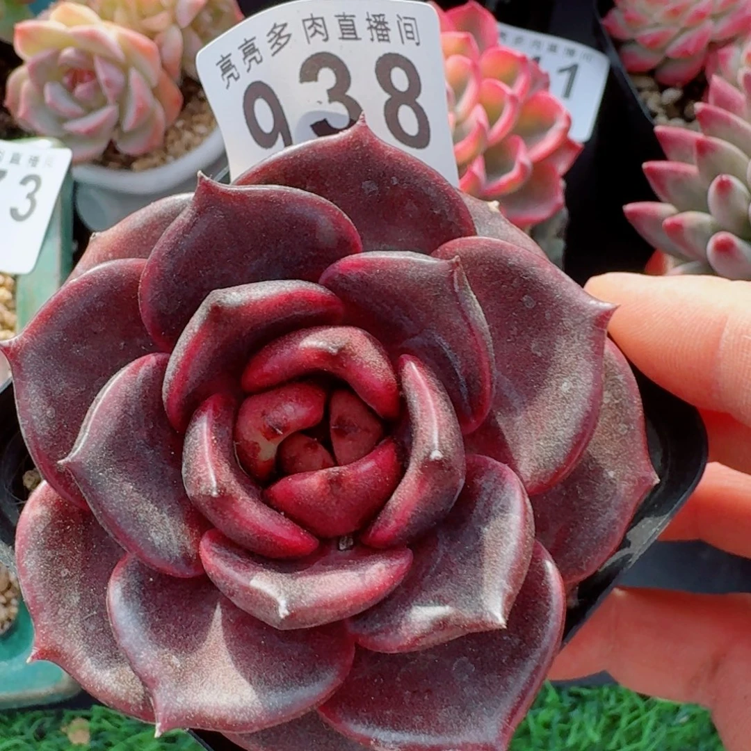 黑桃kA      愿你一路坦途，乘风破浪展宏图