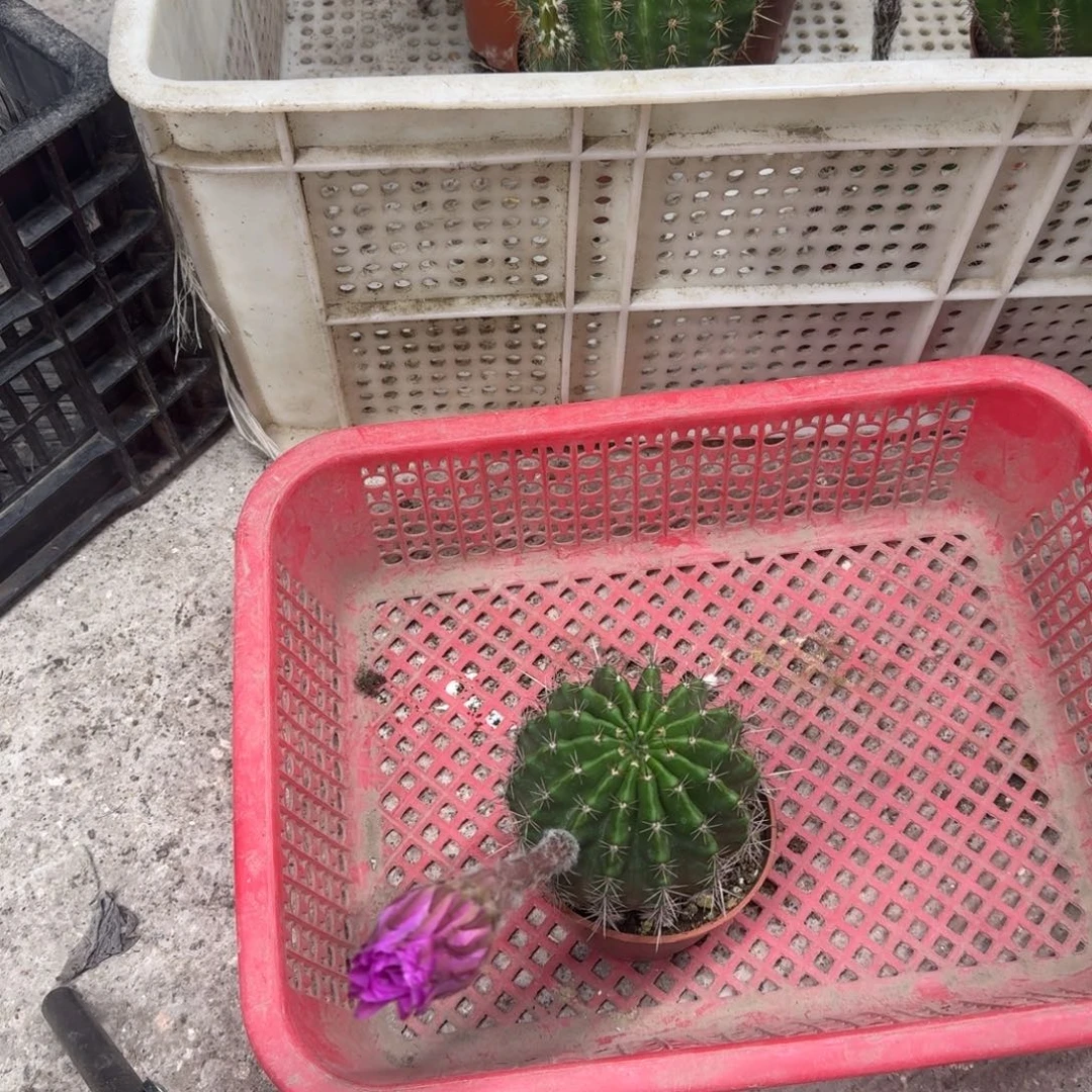 ****࿐无花朵彩草哈哈哈哈哈哈