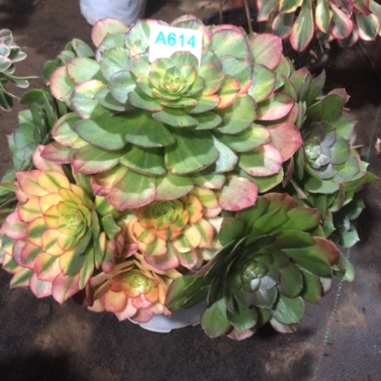 遇***见无花朵万七彩霓虹法师多肉植物614号