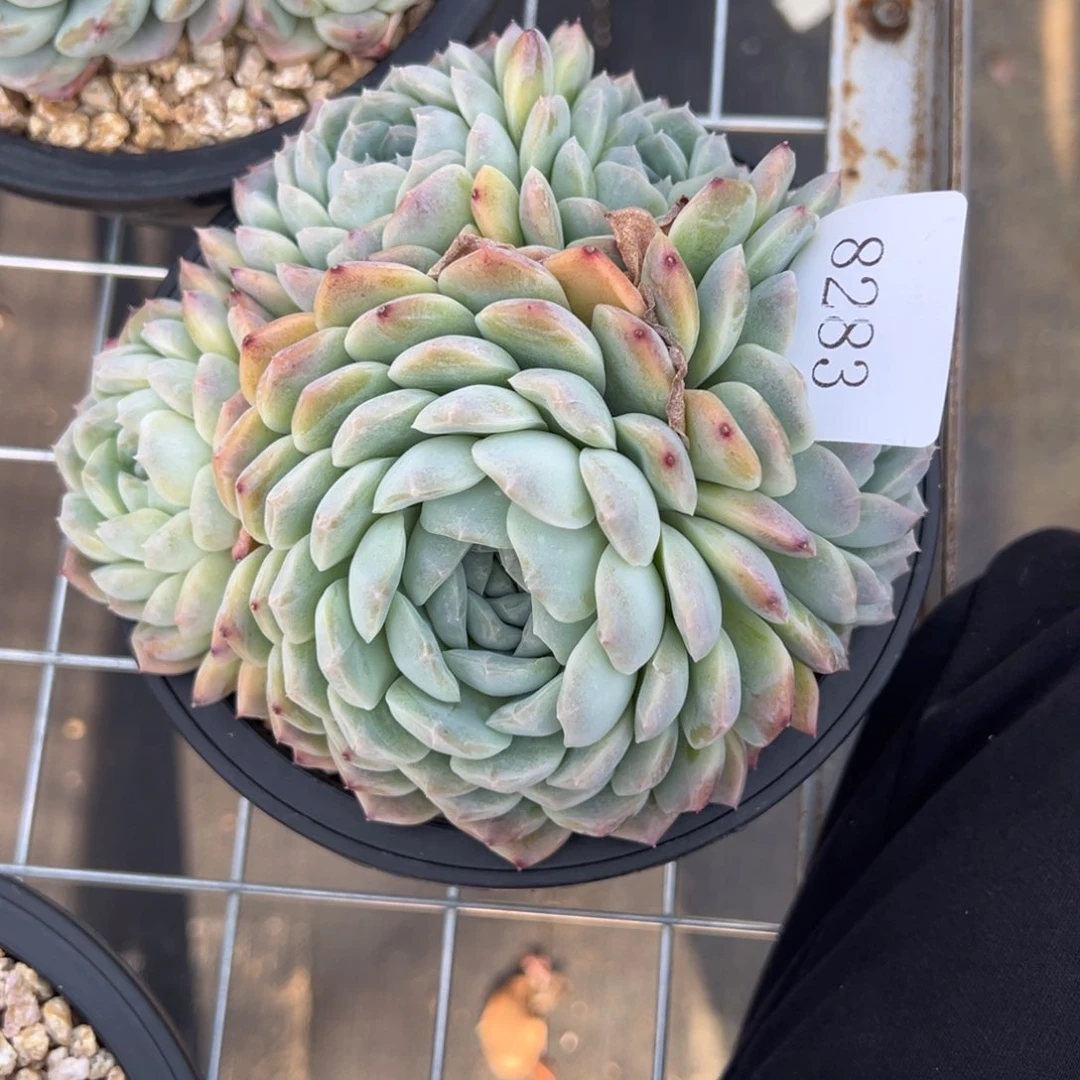 S****g8283多肉多多多多