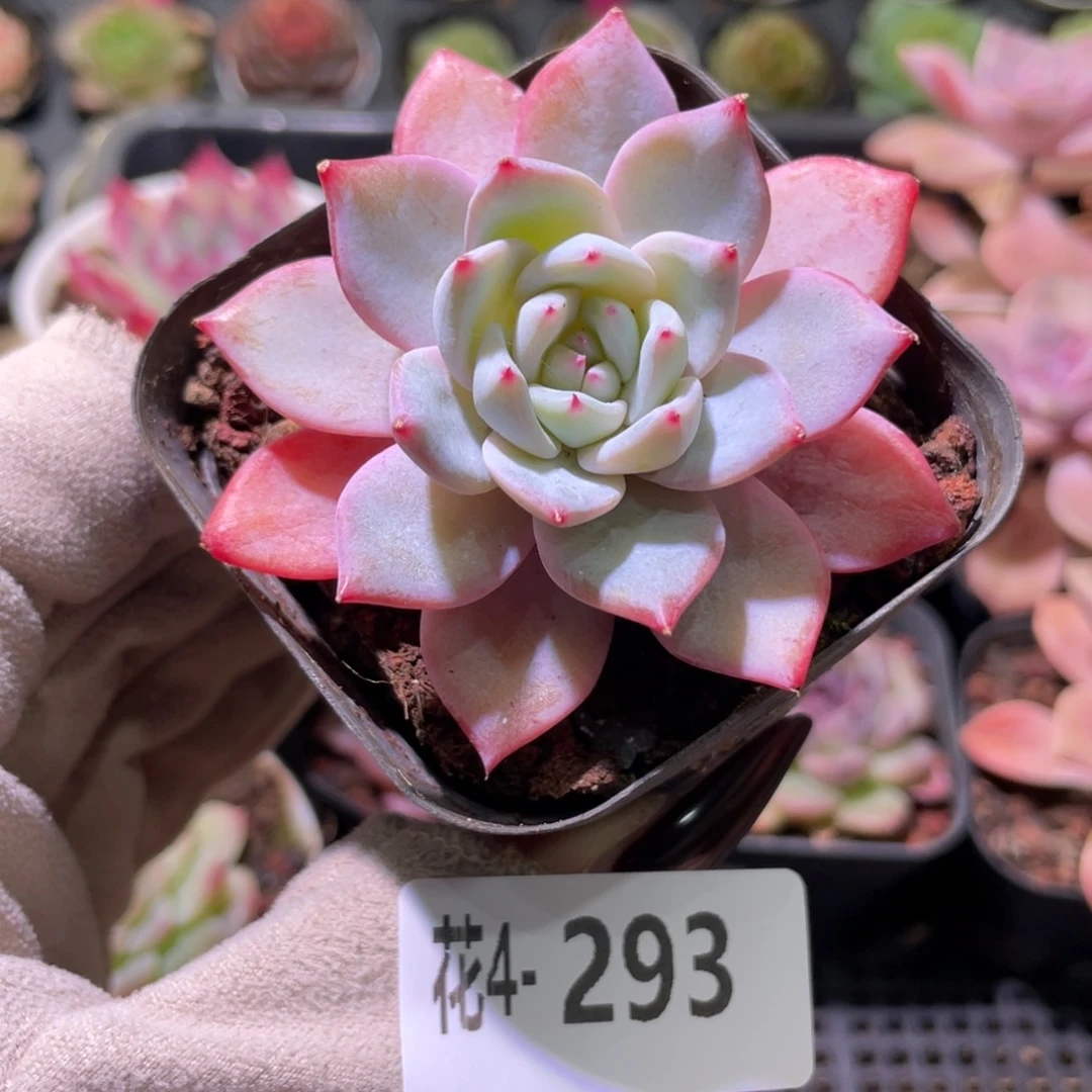 花利美 4-293粉蓝鸟