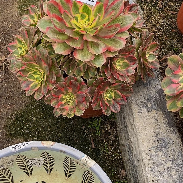 诗***方多肉植物火龙果330多肉
