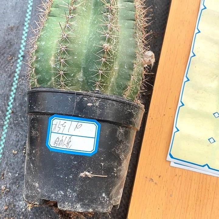 实生彩草1颗满18包邮