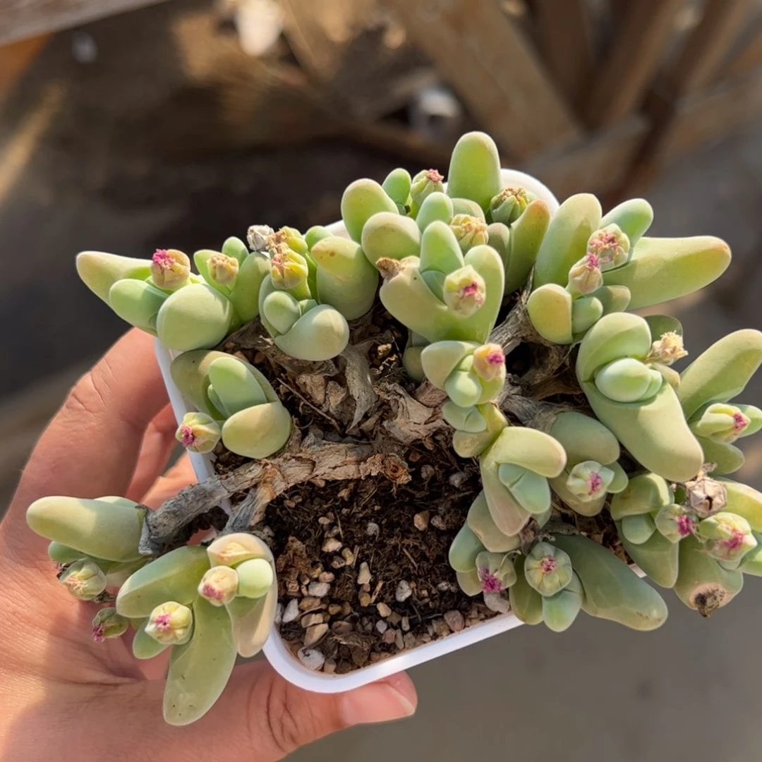 415多肉植物百科