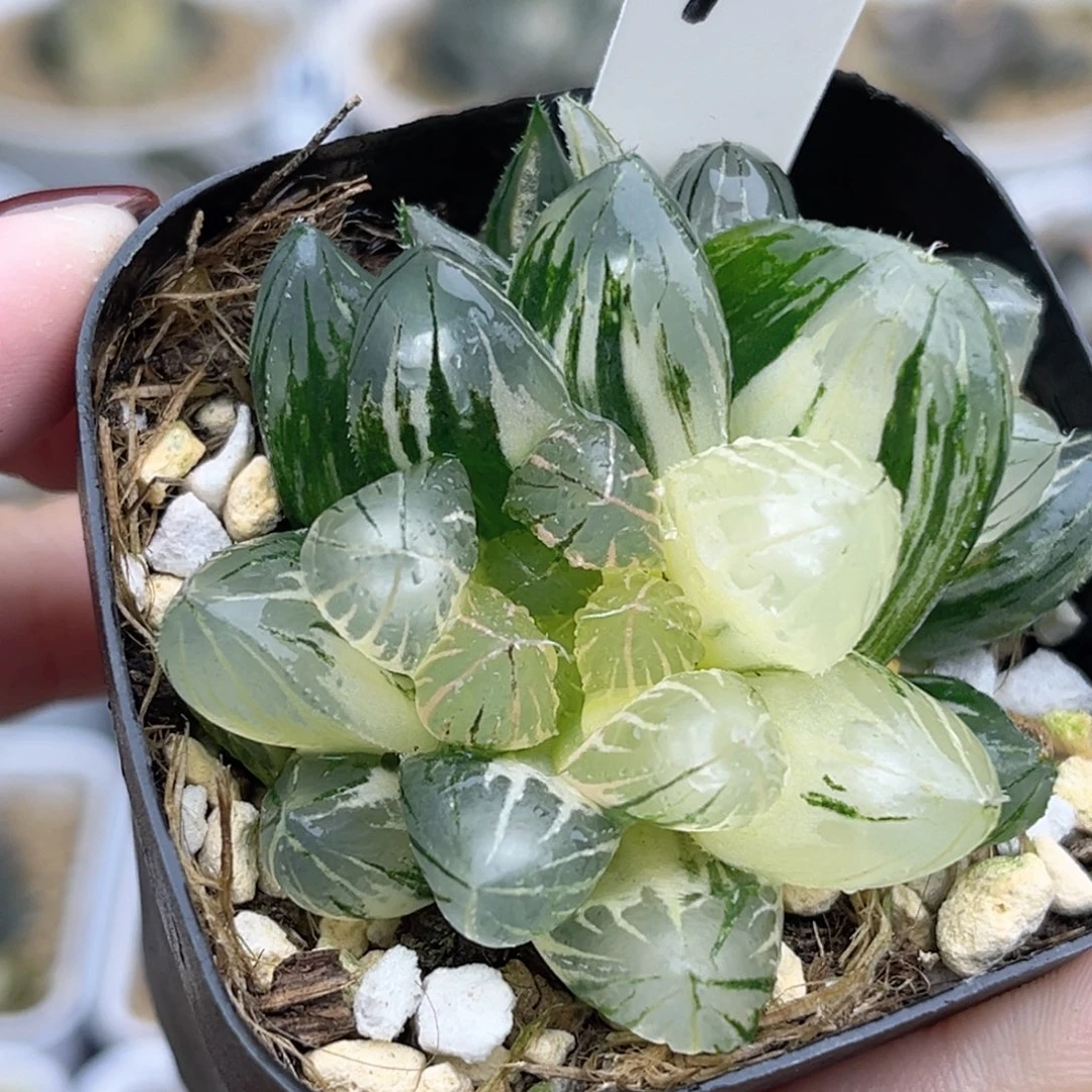 92双头糊斑趋势龙爪玉露锦福利专场