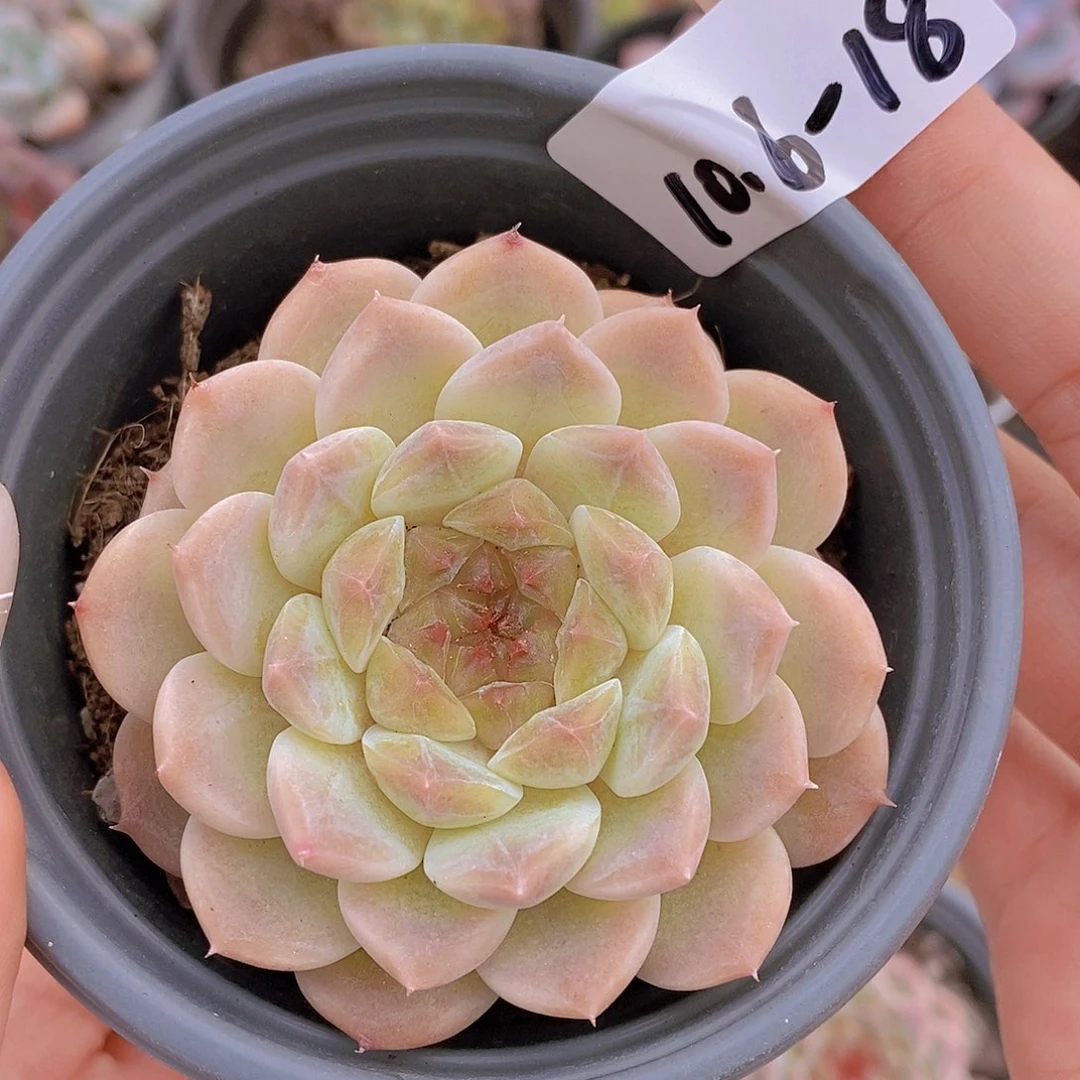 10.6-18-冰魄单头福利一颗一物一拍