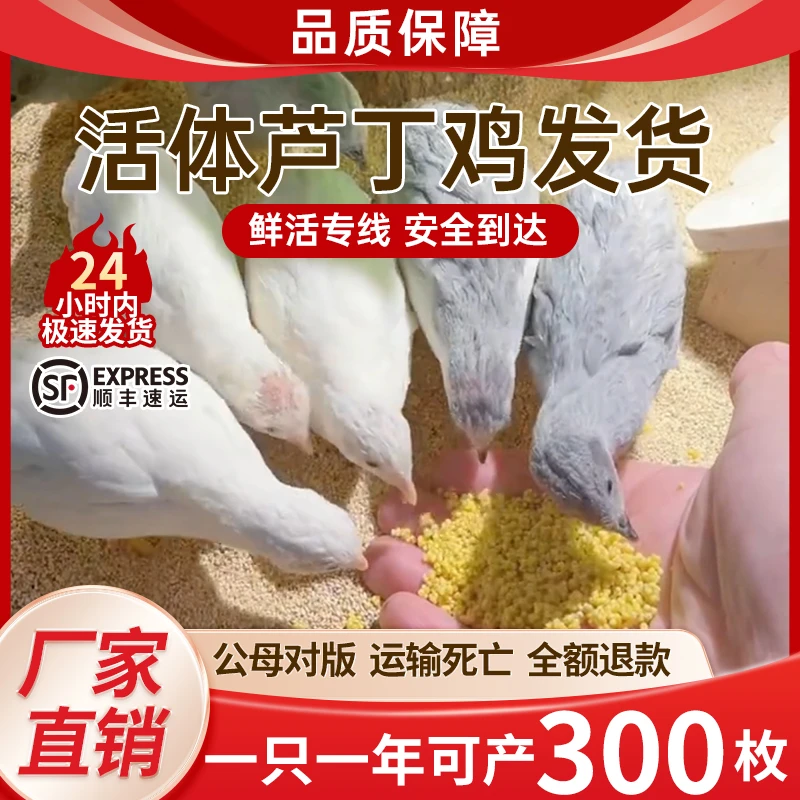 宠物鸡40 - 60天青年芦丁鸡活体包邮包损疫苗齐全可产蛋宠物鸡