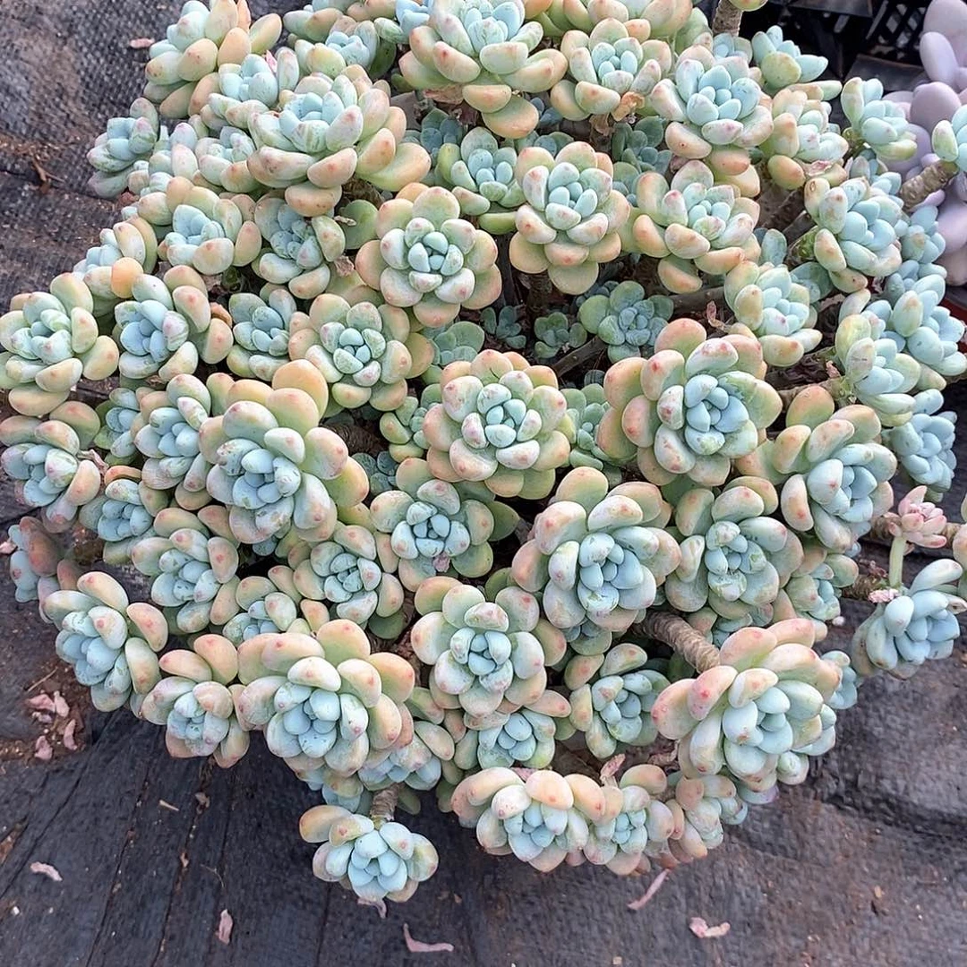 金***嘿大劳尔1颗多肉植物