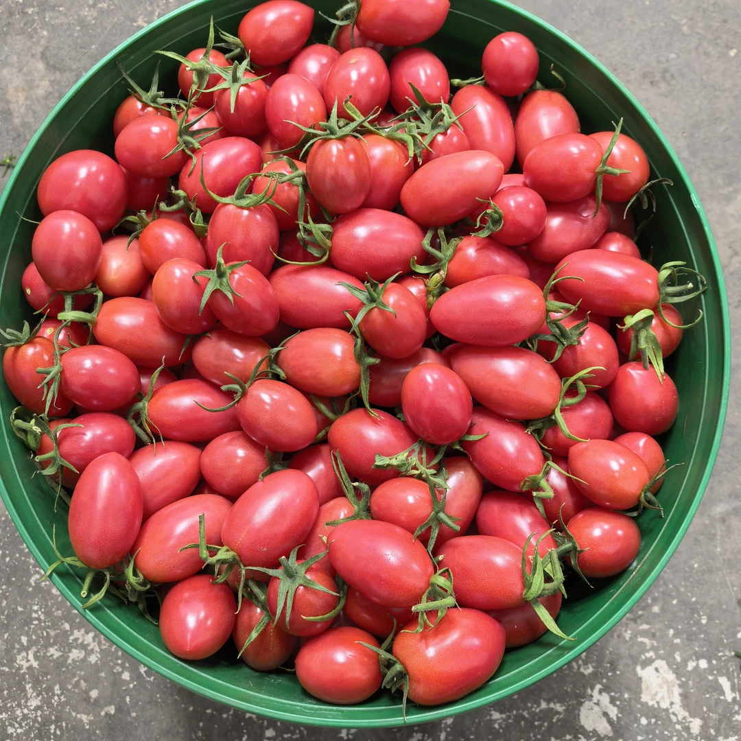 新鲜小柿子包邮粉色