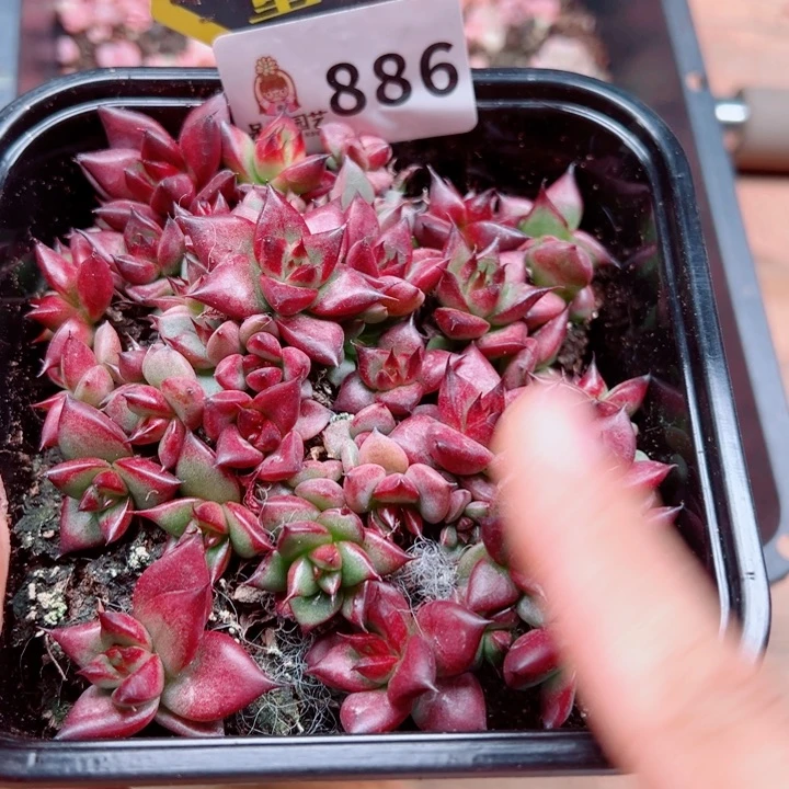 多肉植物多肉植物