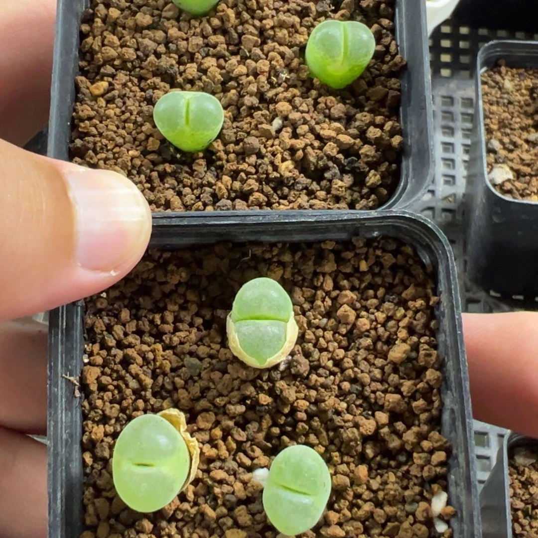 17-30量拍1810.25风铃一盆。多肉