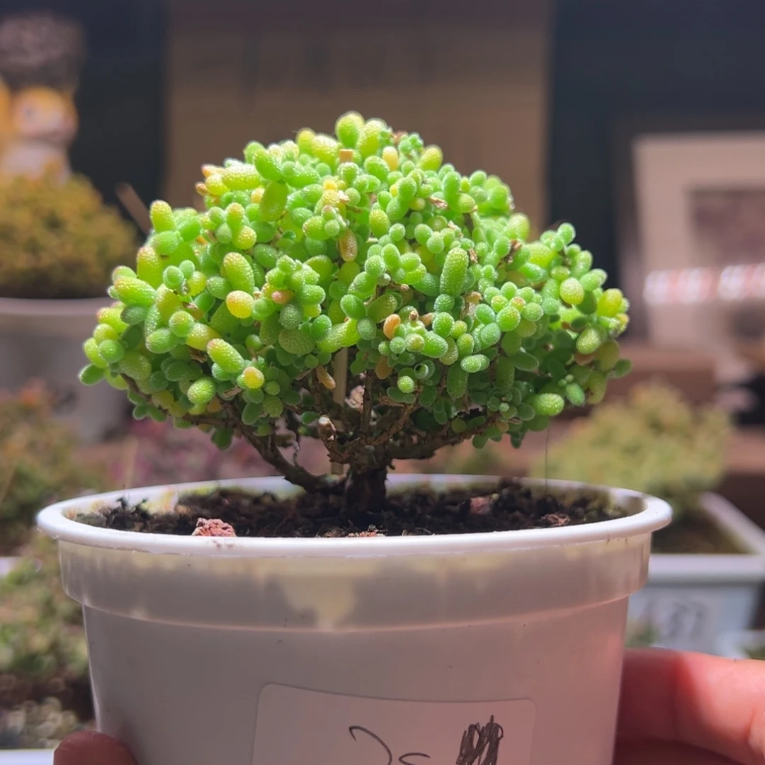 39金桔一物一拍包开箱