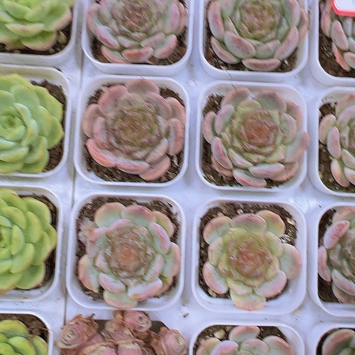 彩恋19包邮多肉植物