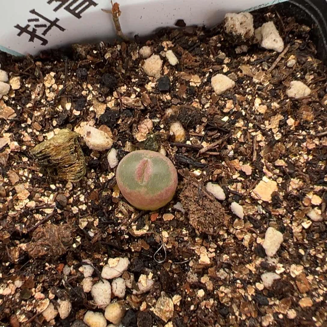 20-200粉红女郎风铃多肉植物