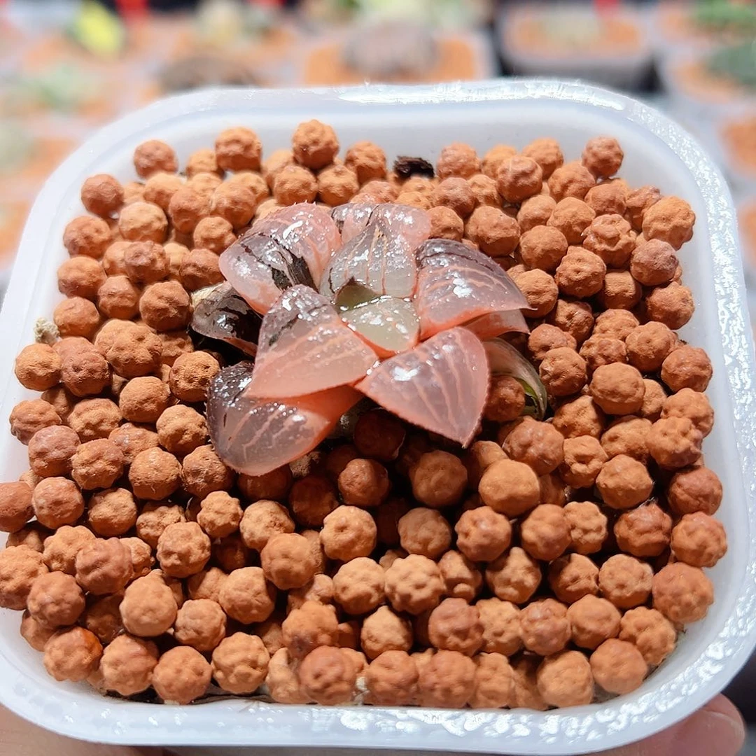石*十二卷多肉香瓜岛
