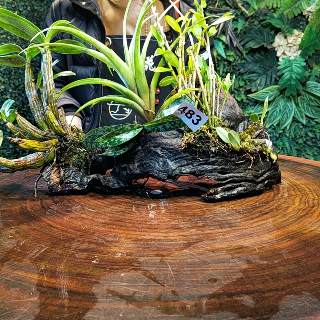 【闪购商品】喜*?483组合花花