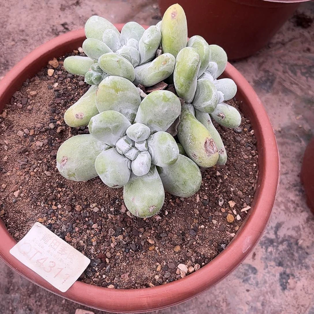 小鹿多肉一物一拍