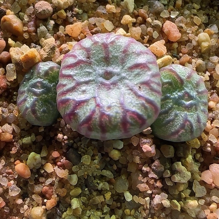 杂交。                  514