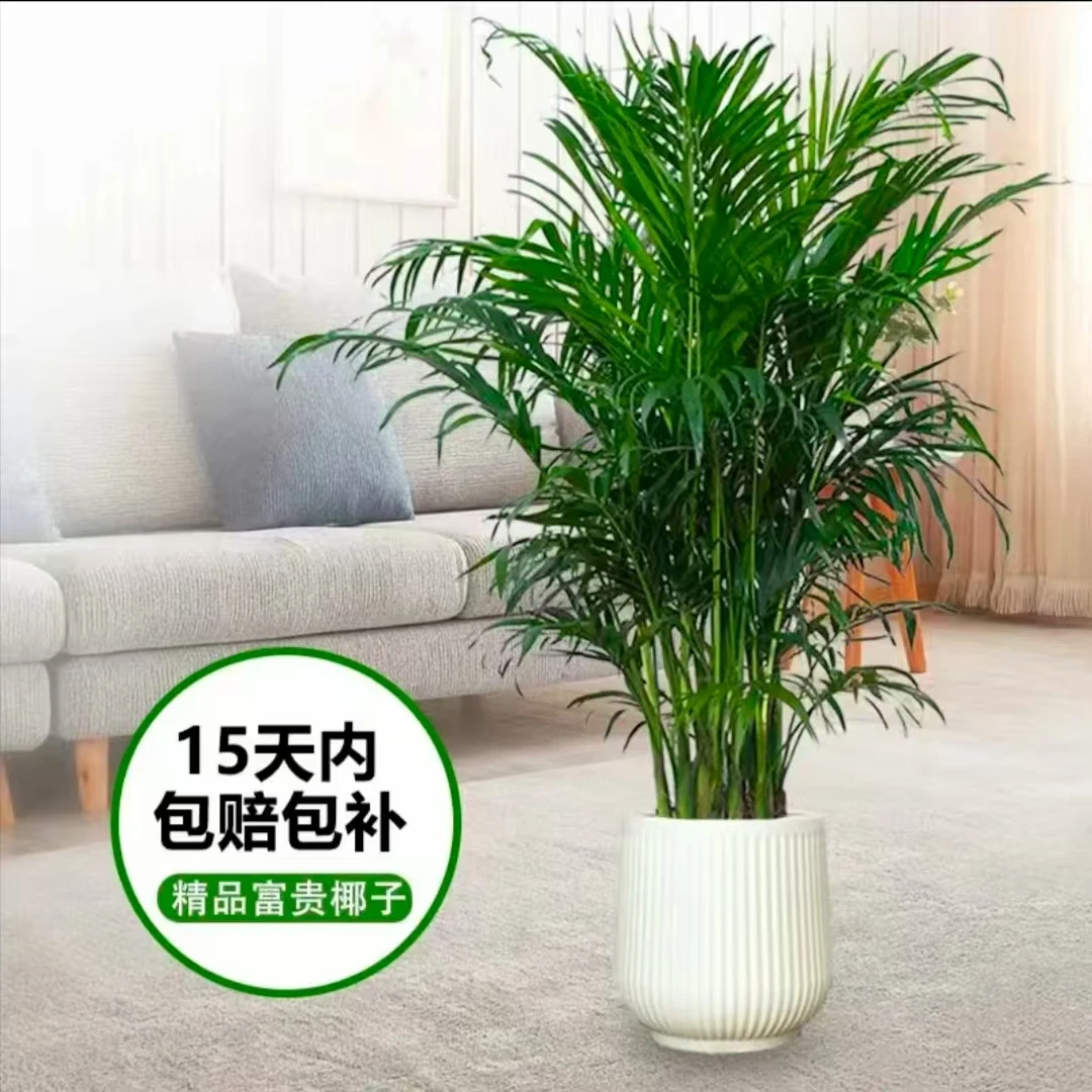 1.2-1.4米富贵椰子盆栽耐寒卧室散尾葵好养耐看净化空气