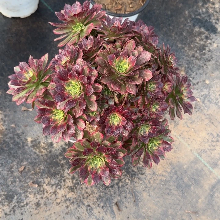 水果糖两单包邮。