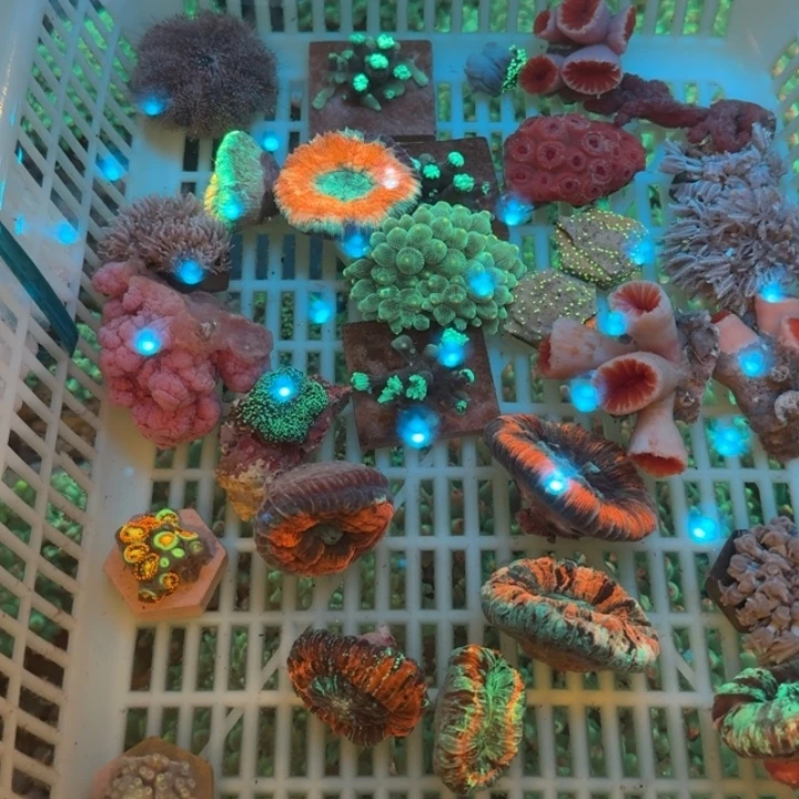 旁***.奶嘴海葵八字脑2222222