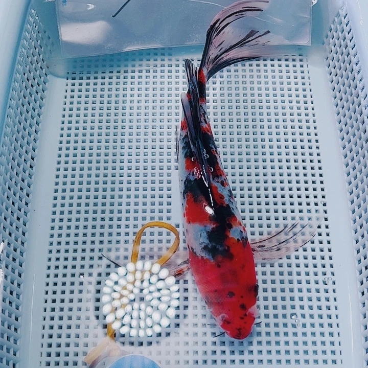 海水鱼锦鲤观赏鱼16