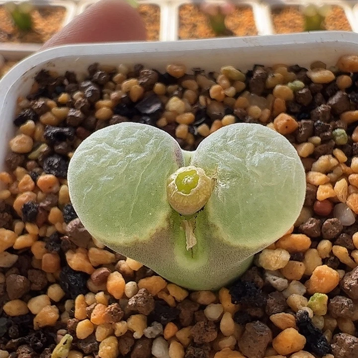 无花朵实生风铃玉28