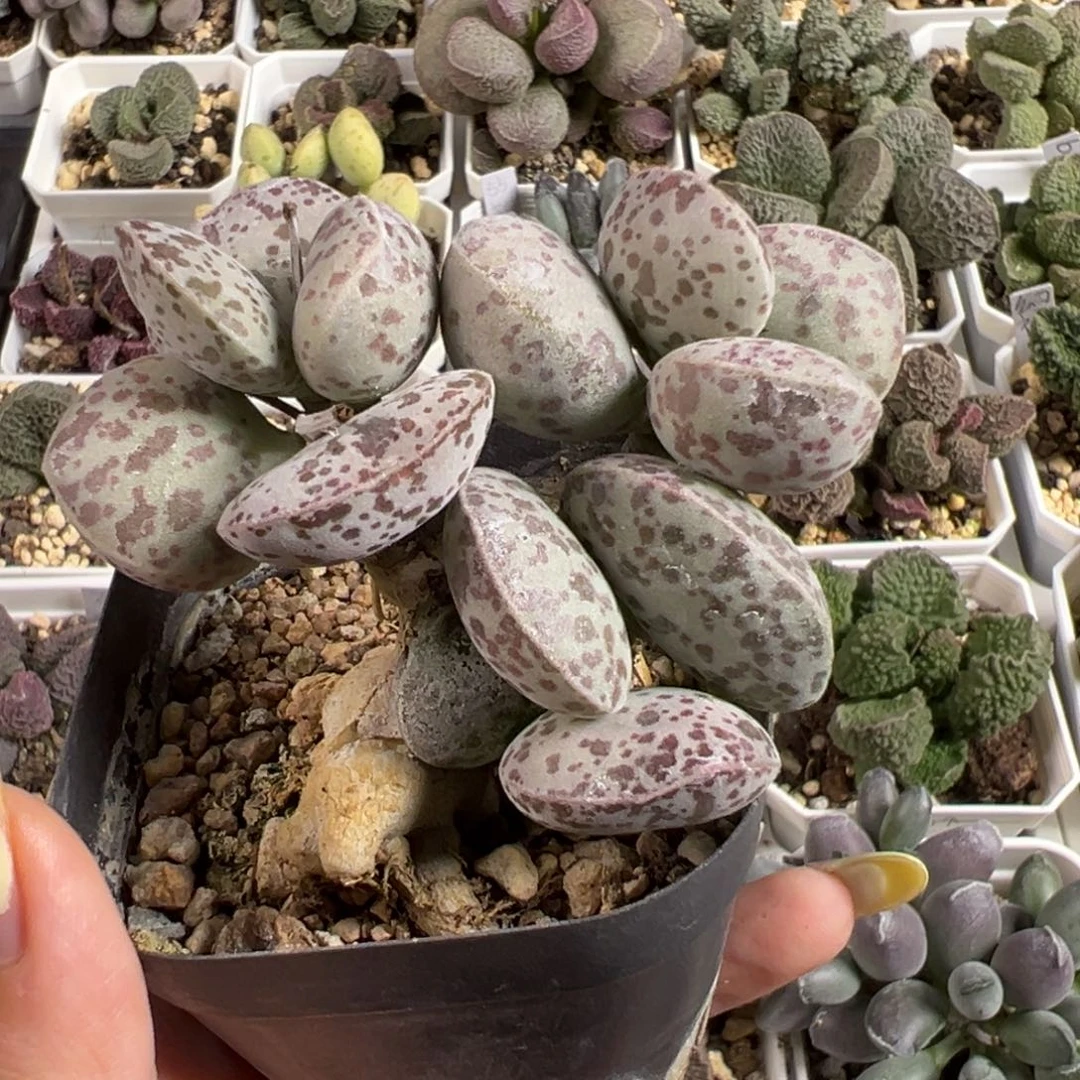 阿***ㅤ花蛋多头纯木质桩多肉植物水泡